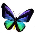 RÃ©sultat de recherche d'images pour "papillon"